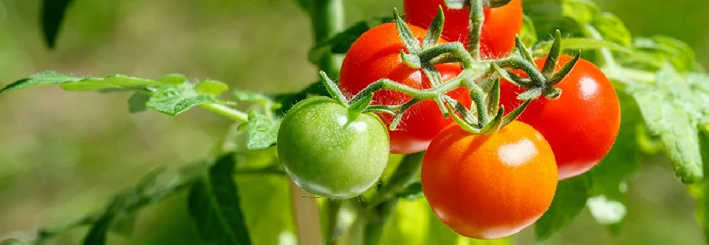 Reife und unreife Tomaten an der Pflanze